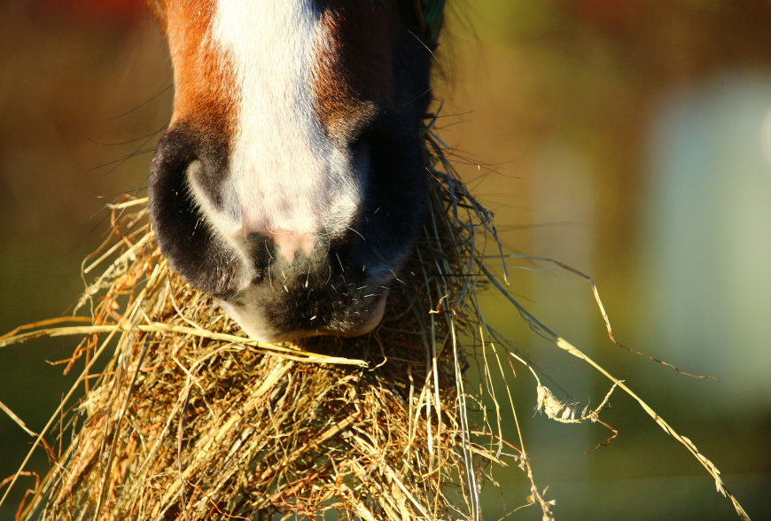 Six Signs of Good Quality Horse Hay Six Signs of Good Quality Horse Hay