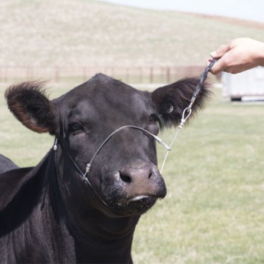 Sullivan's Cruise Control Cable Halter