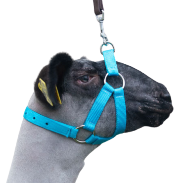 Sullivan's Performance Lamb & Goat Halter