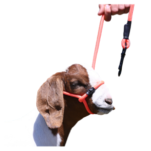 Sullivan's Sheep & Goat Halter with Snap Lead