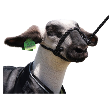Sullivan's Sheep & Goat Rope Halter
