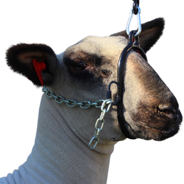 Sullivan's Lamb Breaking Halter